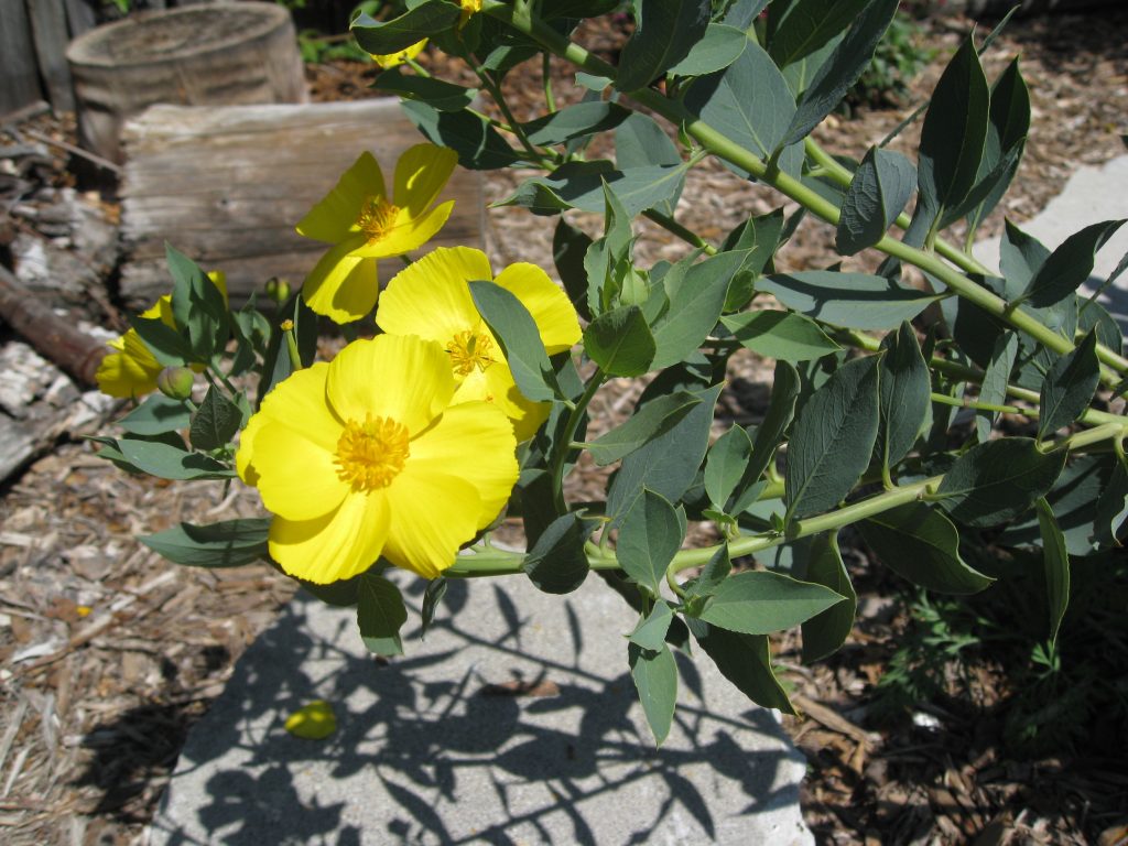 Dendromecon Hartfordii and it's cousin, Dendromecon rigida are sunny additions to any California native garden.