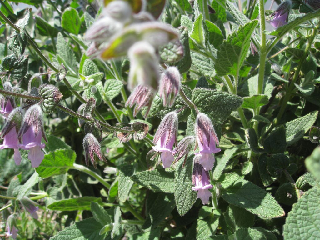 Lepechinia Fragrans "Le Tigre" -- fragrant pitcher sage offers contrasting purple bell flowers that bees love.