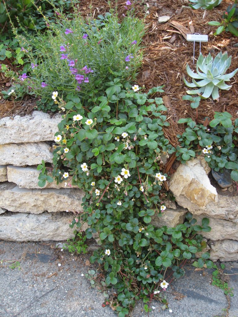 Fragaria californica, native wood strawberry has edible fruits and is a great groundcover