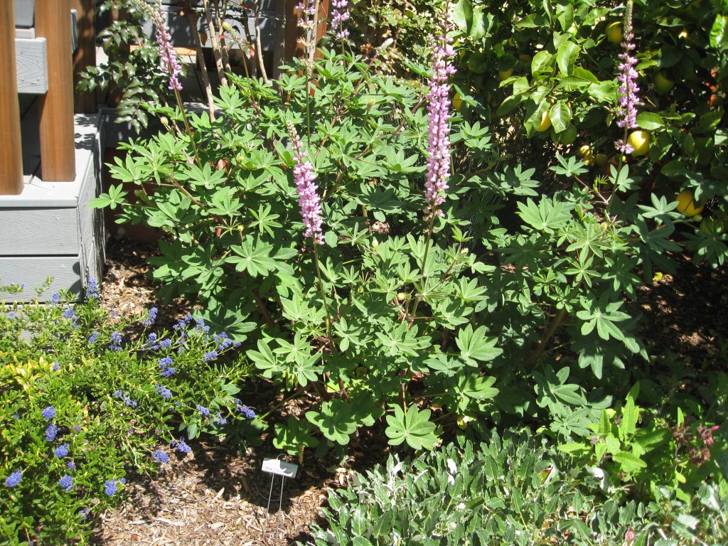 Lupinus arboreus is another shrub that goes well with fruit trees, ceanothus, hummingbird sage, and African daisies, shown above.