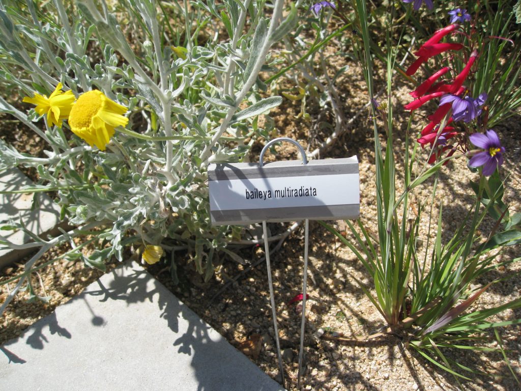 baileya multifadiata (another yellow favorite) has cheerful flowers with silvery foliage.