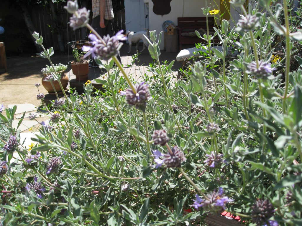 Salvia clevelandii is one of the most attractive sages around. Multi-tiered purple flowers drew my eye again and again.