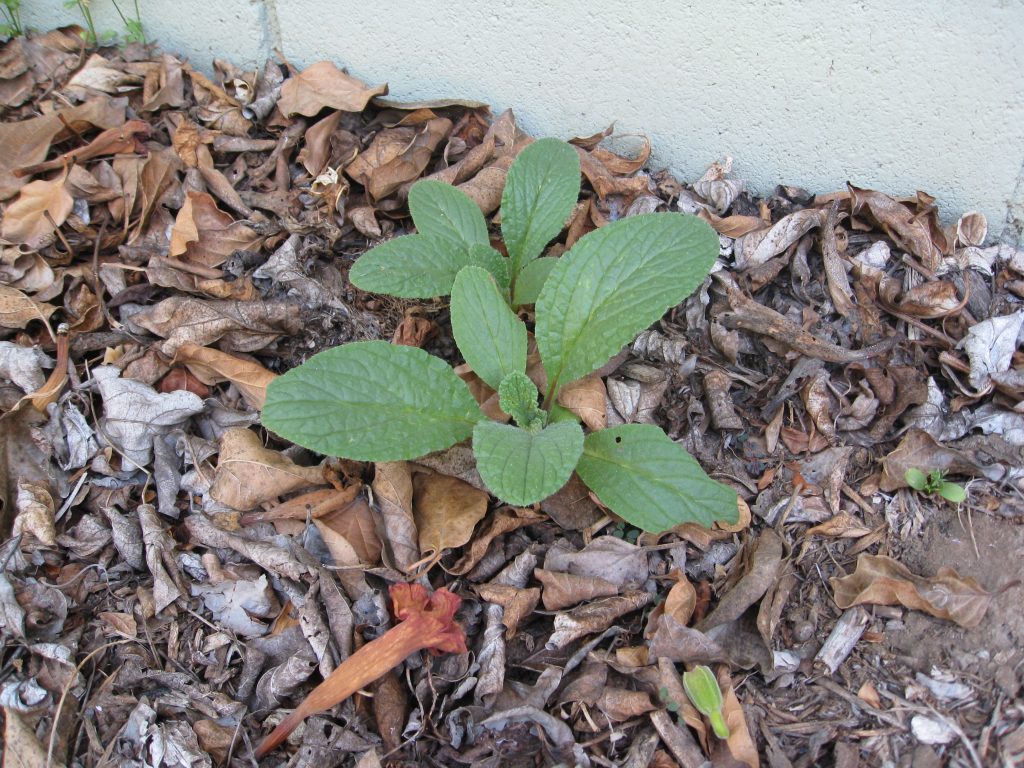 Borage sprouted a few feet away from the original planting