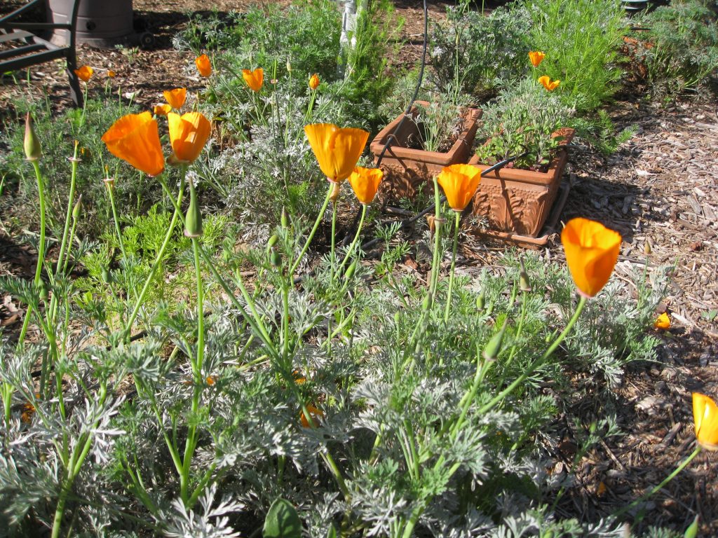 California poppies come up faithfully each year