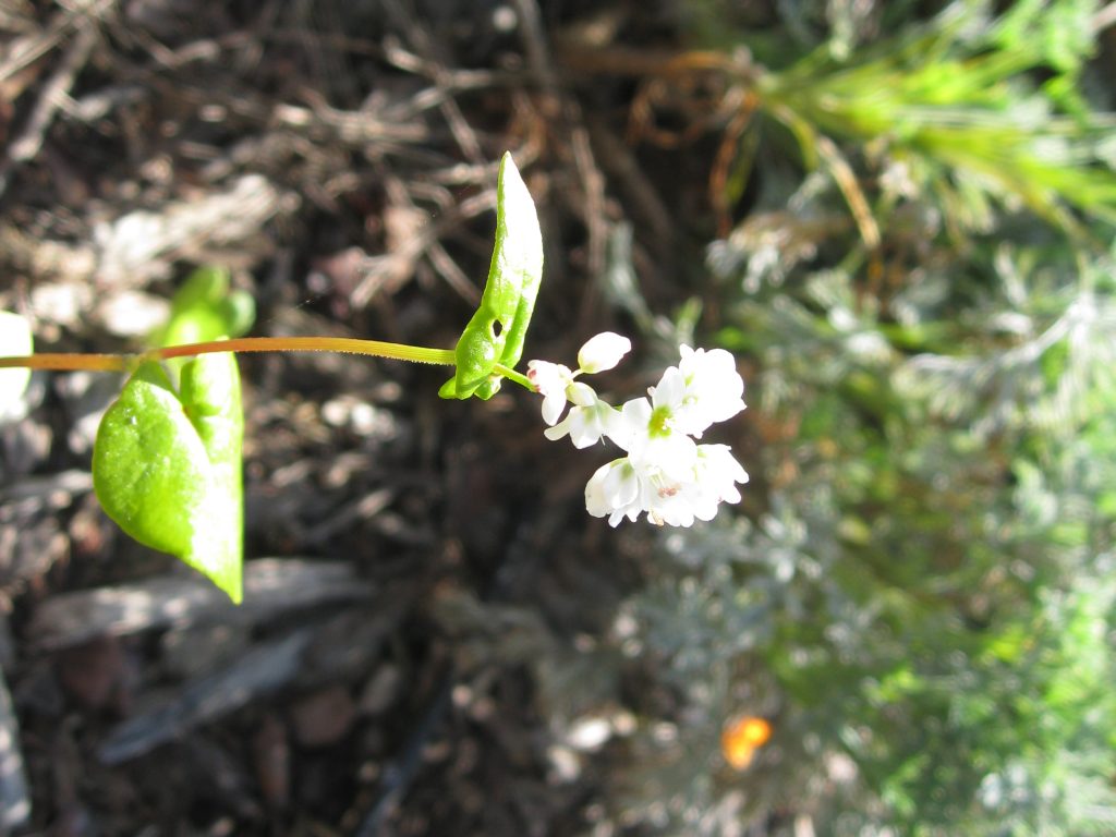 Buckwheat drifted from a cover crop of past seasons.