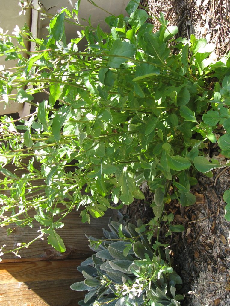 Once planted and left to seed, arugula will come back year after year. 