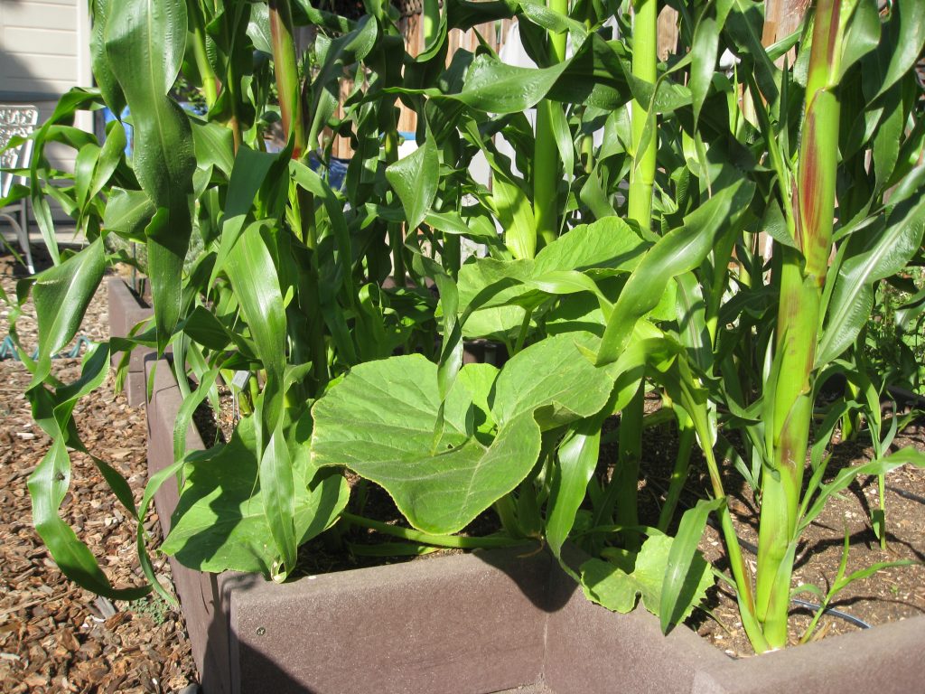 Mystery squash popped up in the corn bed. We think it's a pumpkin.