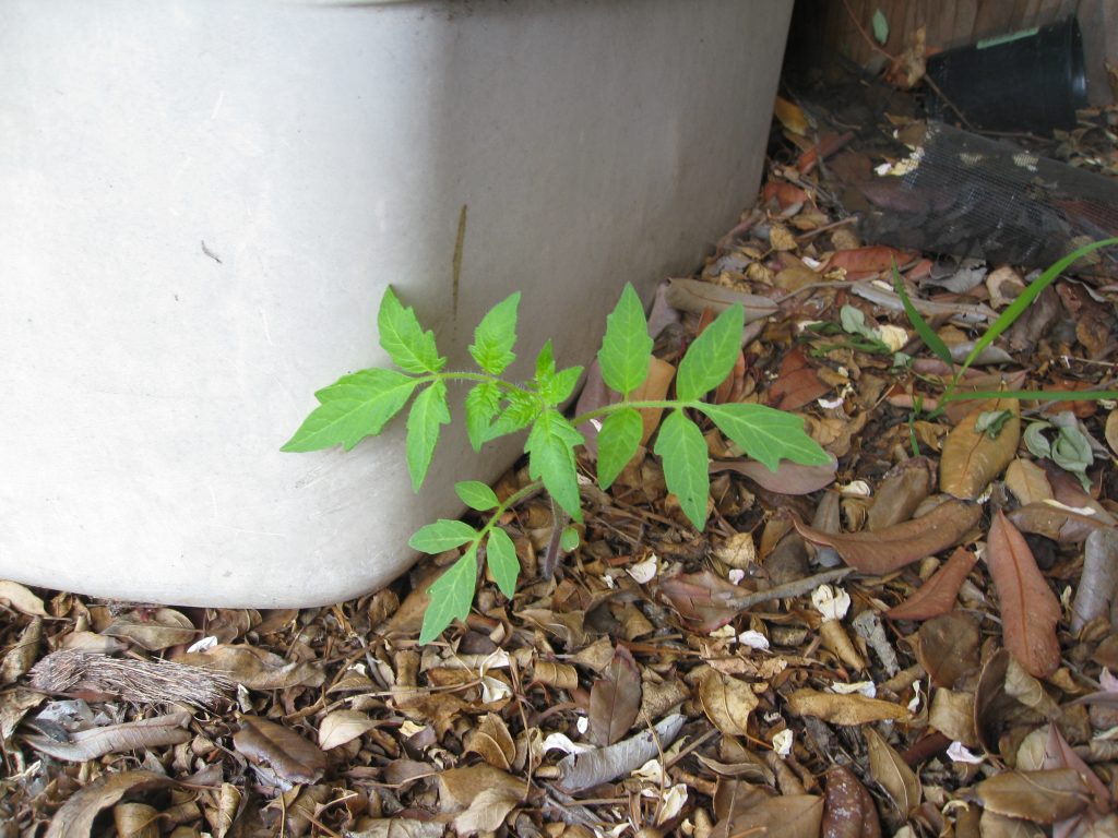 A volunteer tomato sprouted from under our compost storage tub.