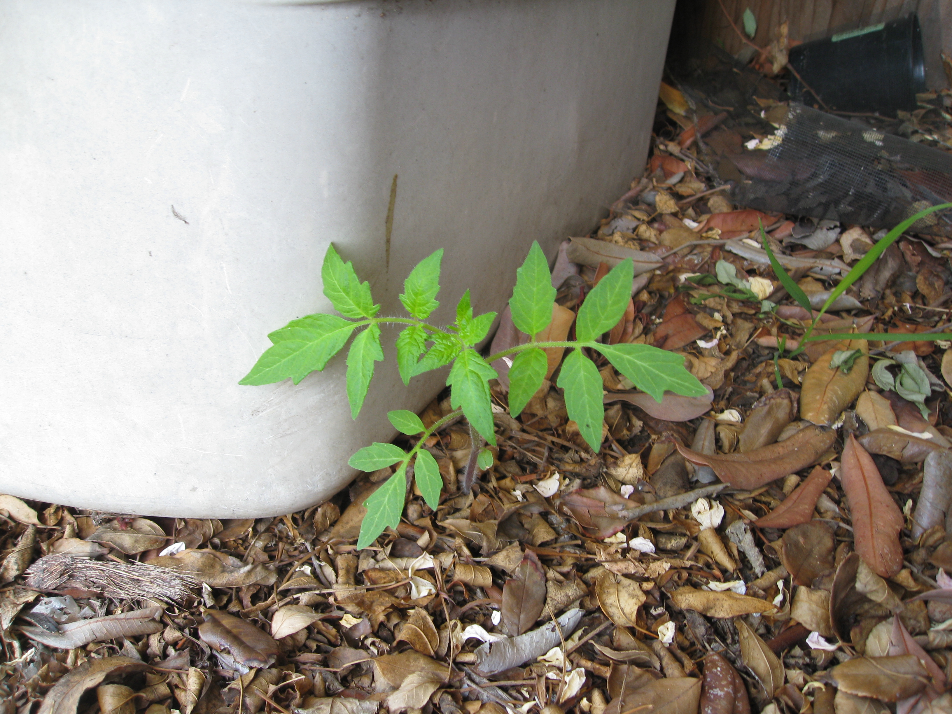 A volunteer tomato sprouted from under our compost storage tub.