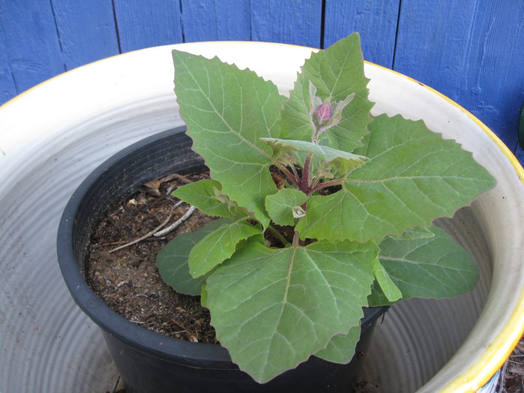 An old pot from a dead Mexican Bush Sage suddenly sprouts Orach Mountain Spinach. Not complaining, just baffled.