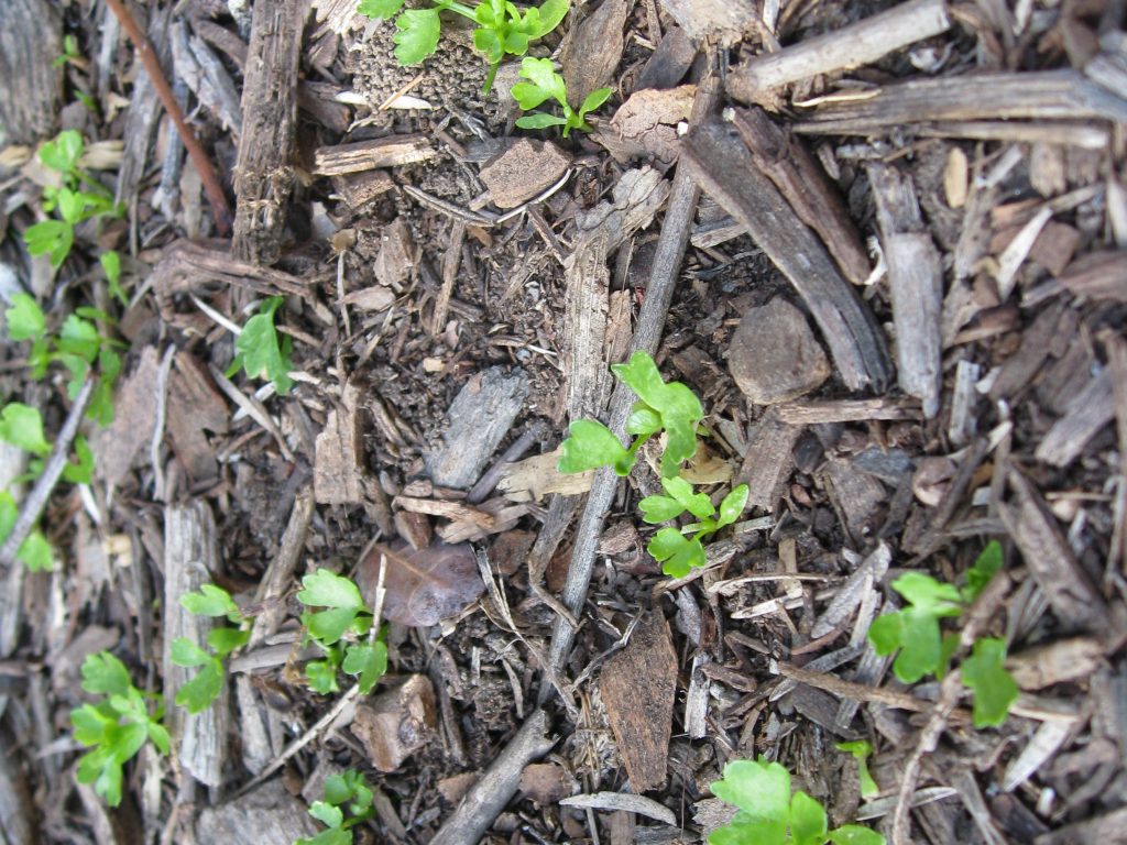 While tossing some celery that had gone to seed into the chicken coop, we must have dislodged some seeds here. 