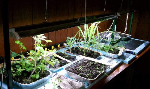 Grow plants under grow lights through winter. Start seeds too.