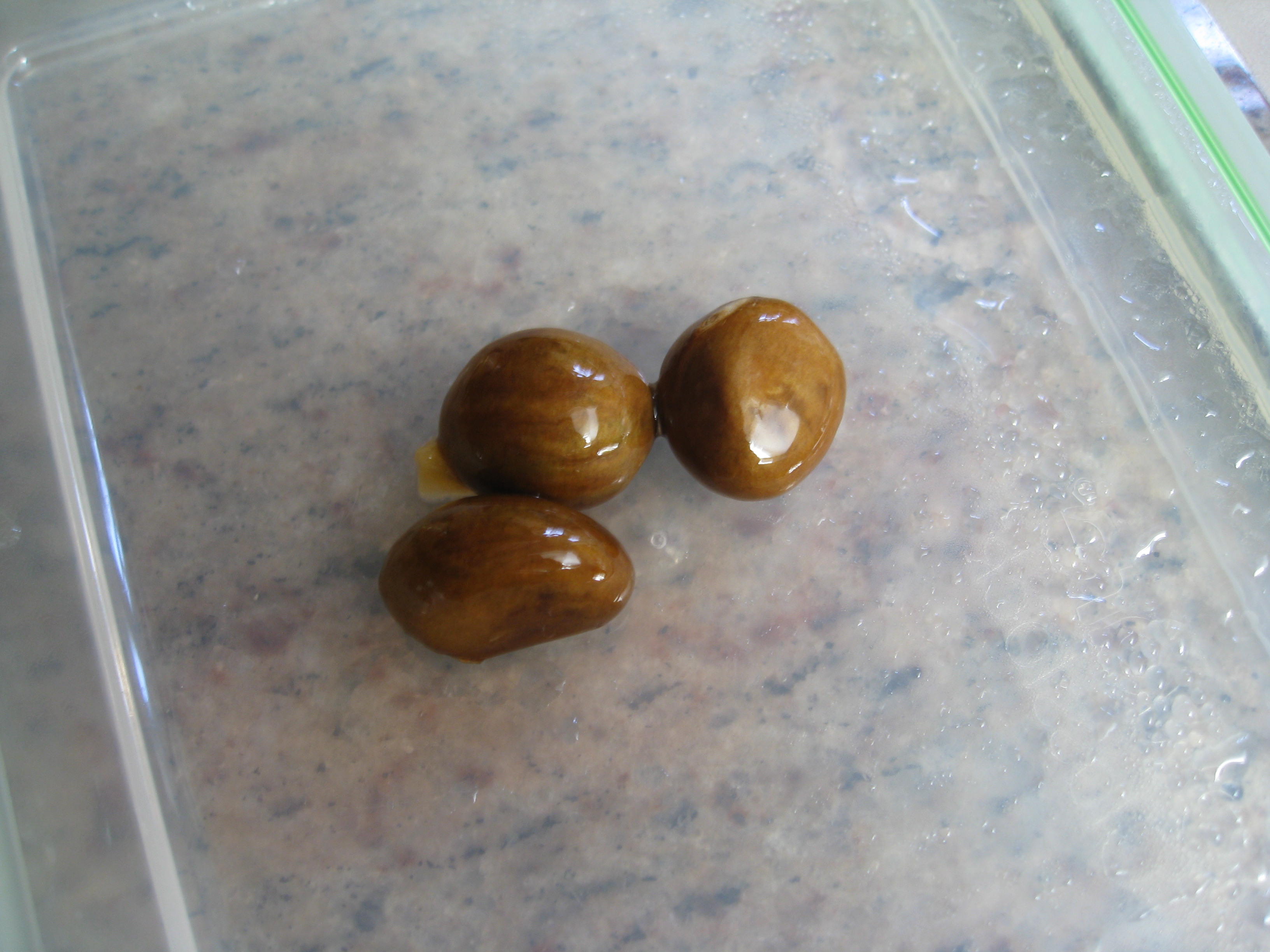 Loquat seeds are about 1/2 an inch across, with several in each piece of fruit.