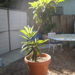 Loquat Season