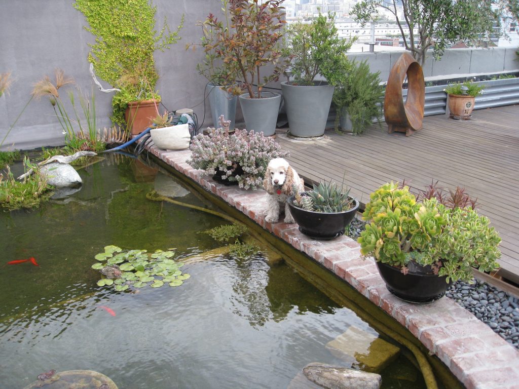 The homeowner's dog loves to watch the fish swim 'round in the pond