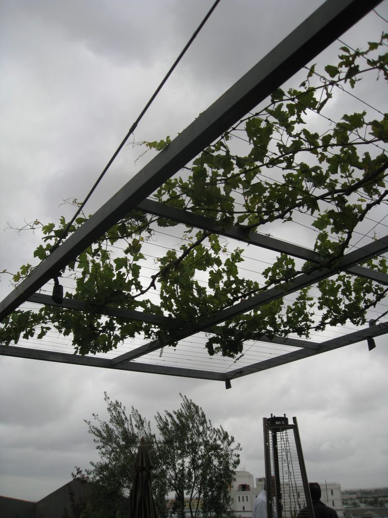 A metal trellis provides shade over a seating area when the grapes grow in