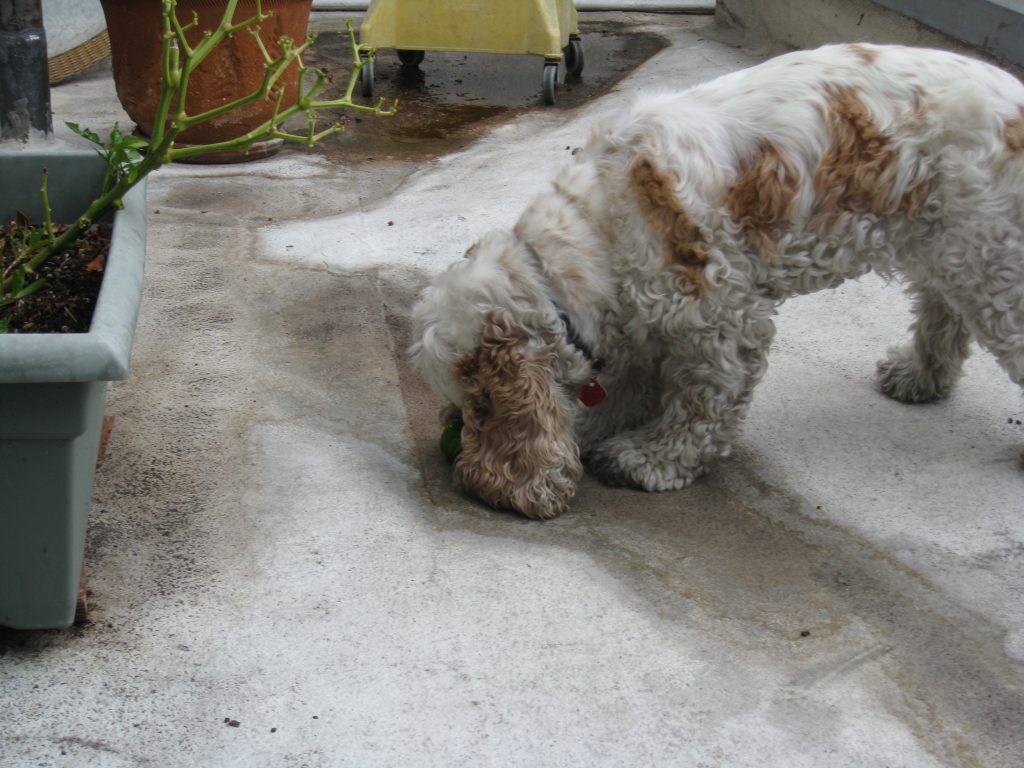 Notice the stripped pepper plant above the dog, who is happily chewing on a green bell pepper