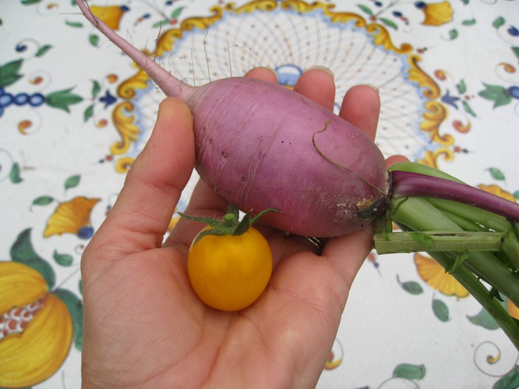 One of the smaller radishes we harvested next to a cherry tomato for perspective.