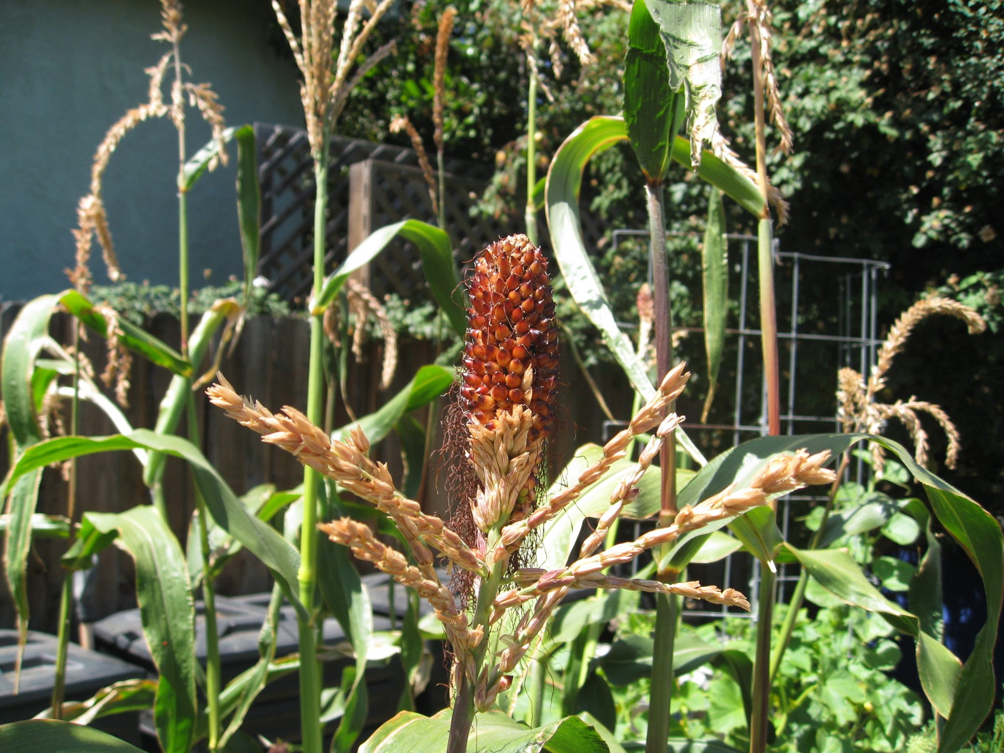 Breaking up Clay Soil - Gardenerd