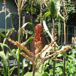 Wordless Wednesday: Spring Garden Abundance