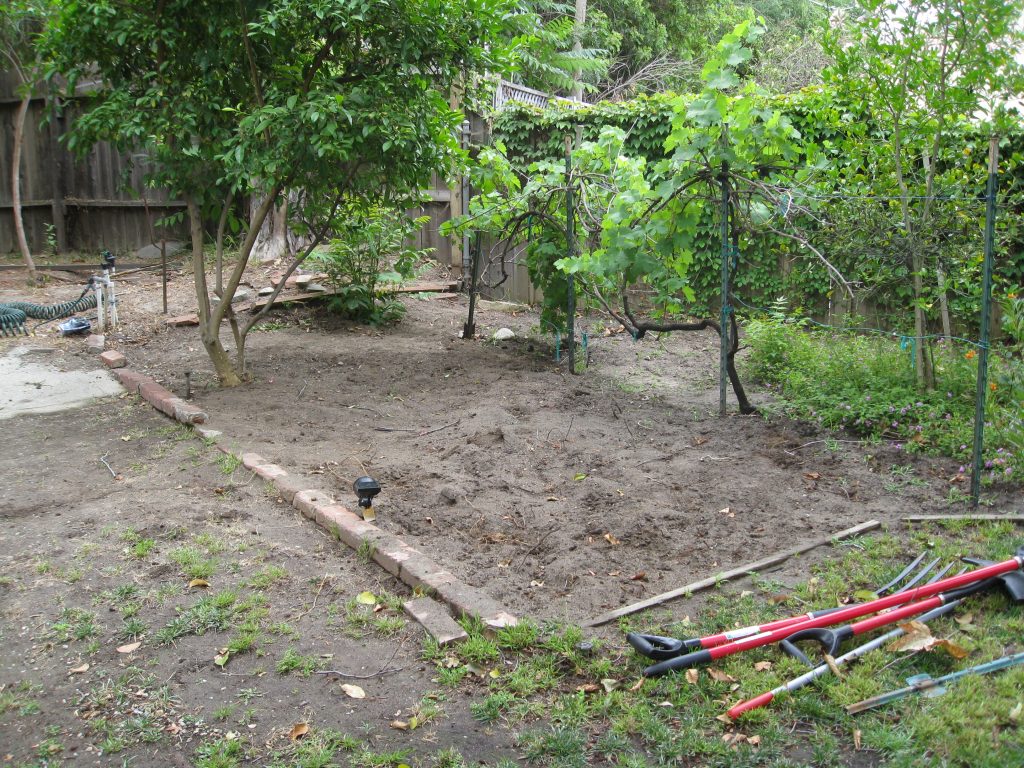 A citrus tree and grape vine form the boundaries of the garden space. Roots from nearby trees make digging difficult.