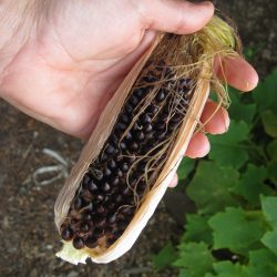 Harvesting Black Dakota Popping Corn