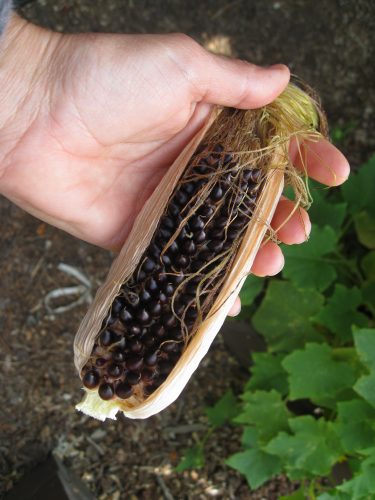 Read more about the article Harvesting Black Dakota Popping Corn
