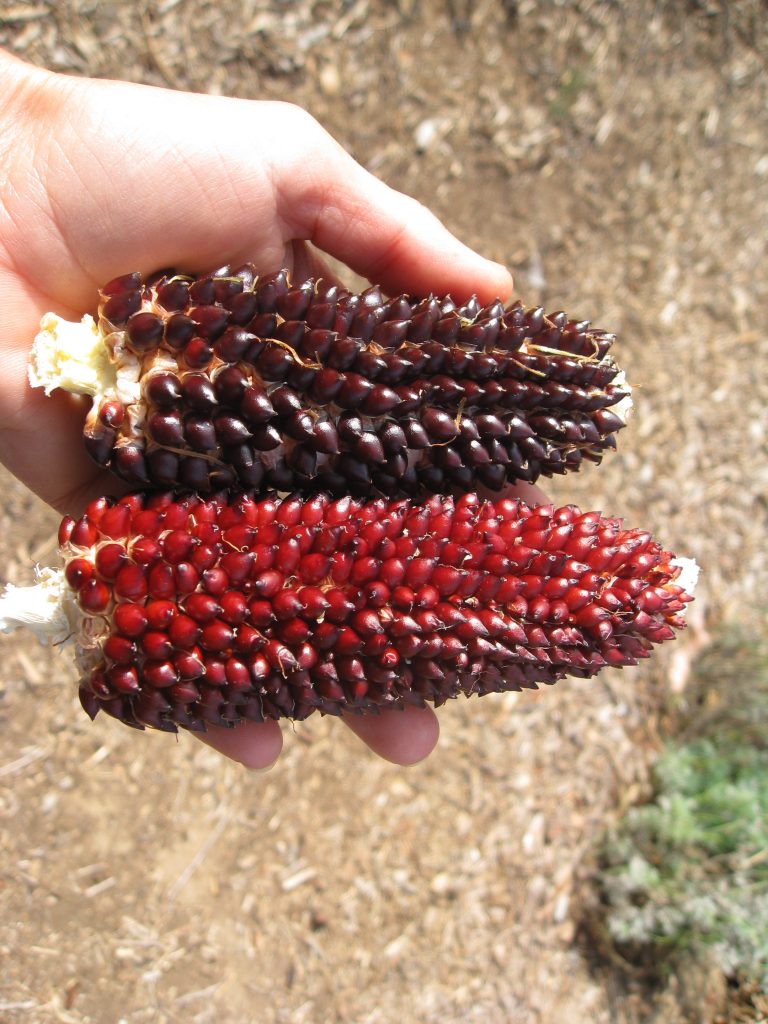 Red and crimson shine in the garden