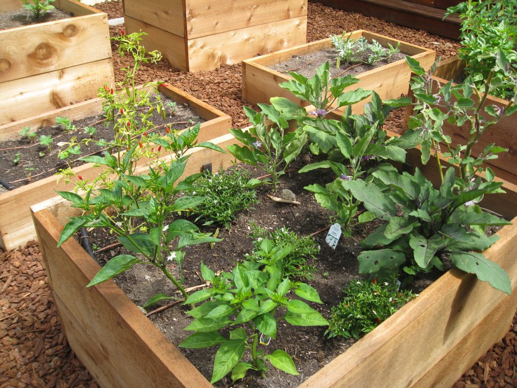 Peppers and eggplants fill the front bed