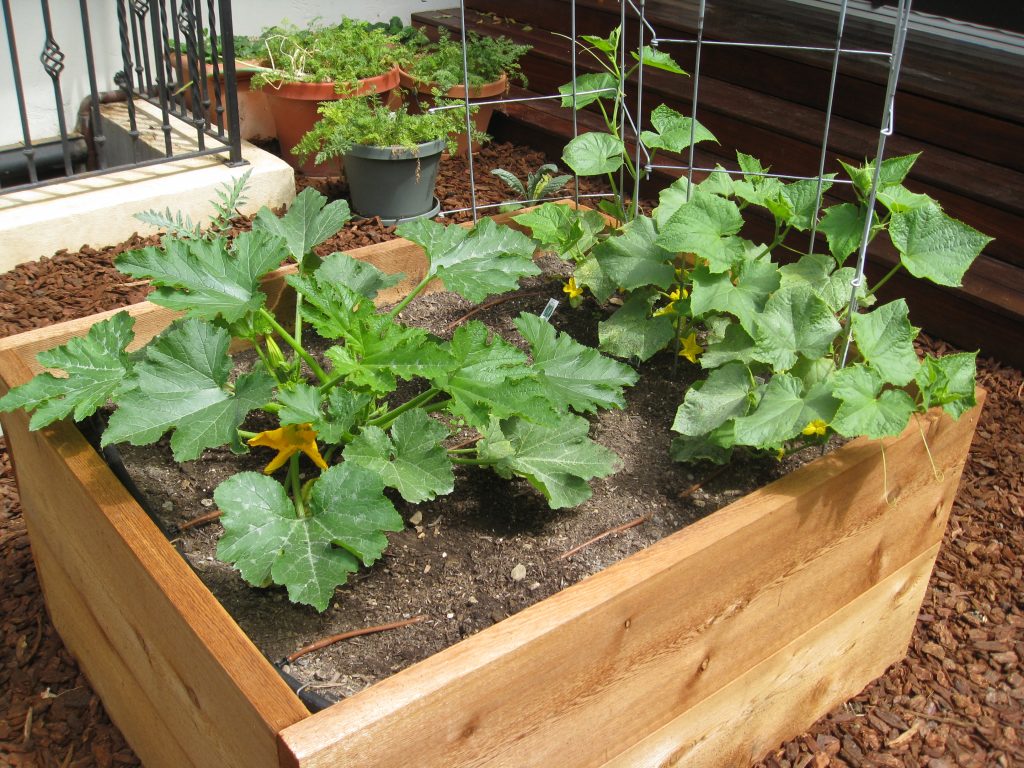 Summer squash and cucumbers - keep your families together.