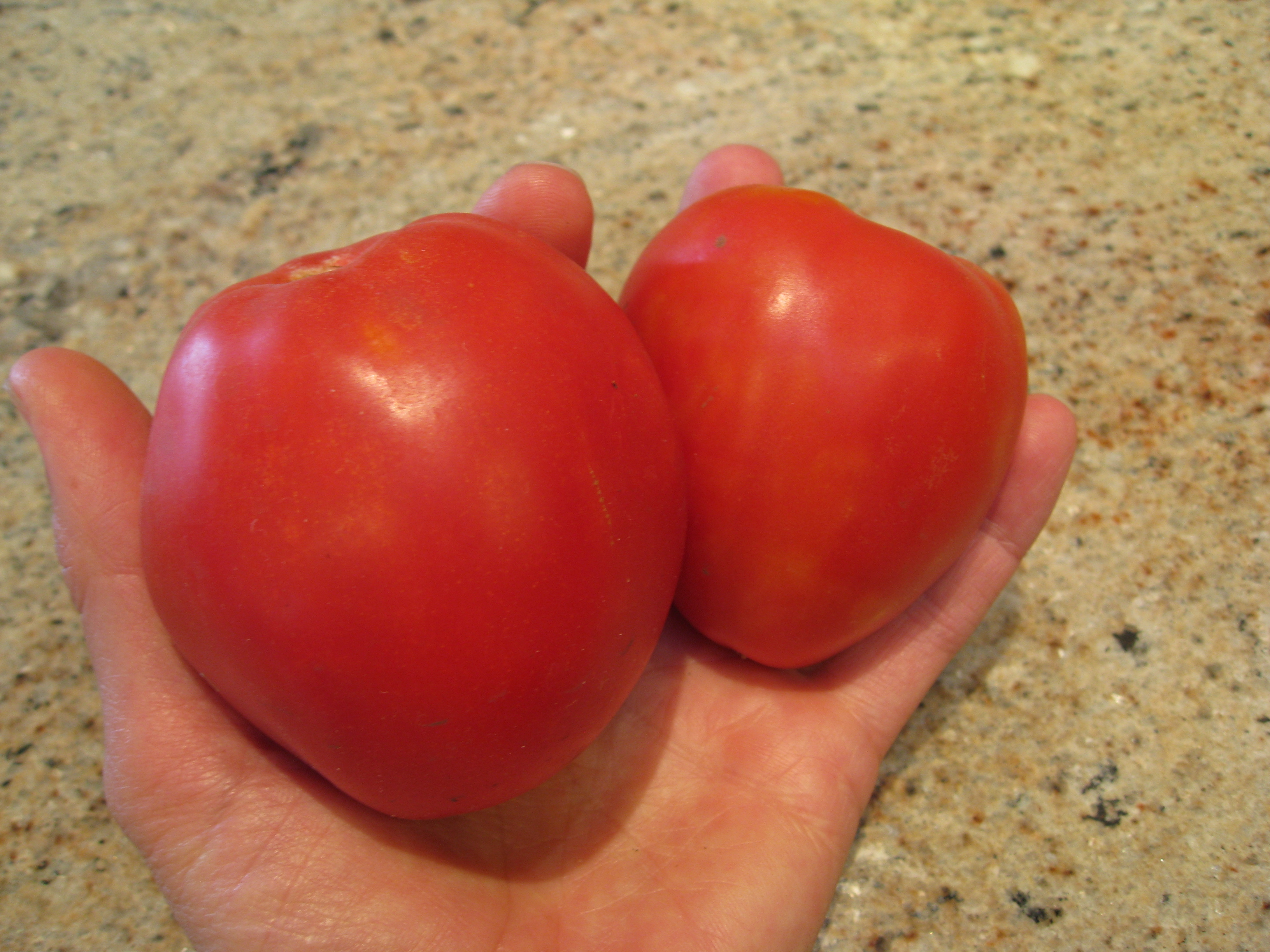 Tomatoes Tomatoes Tomatoes Gardenerd