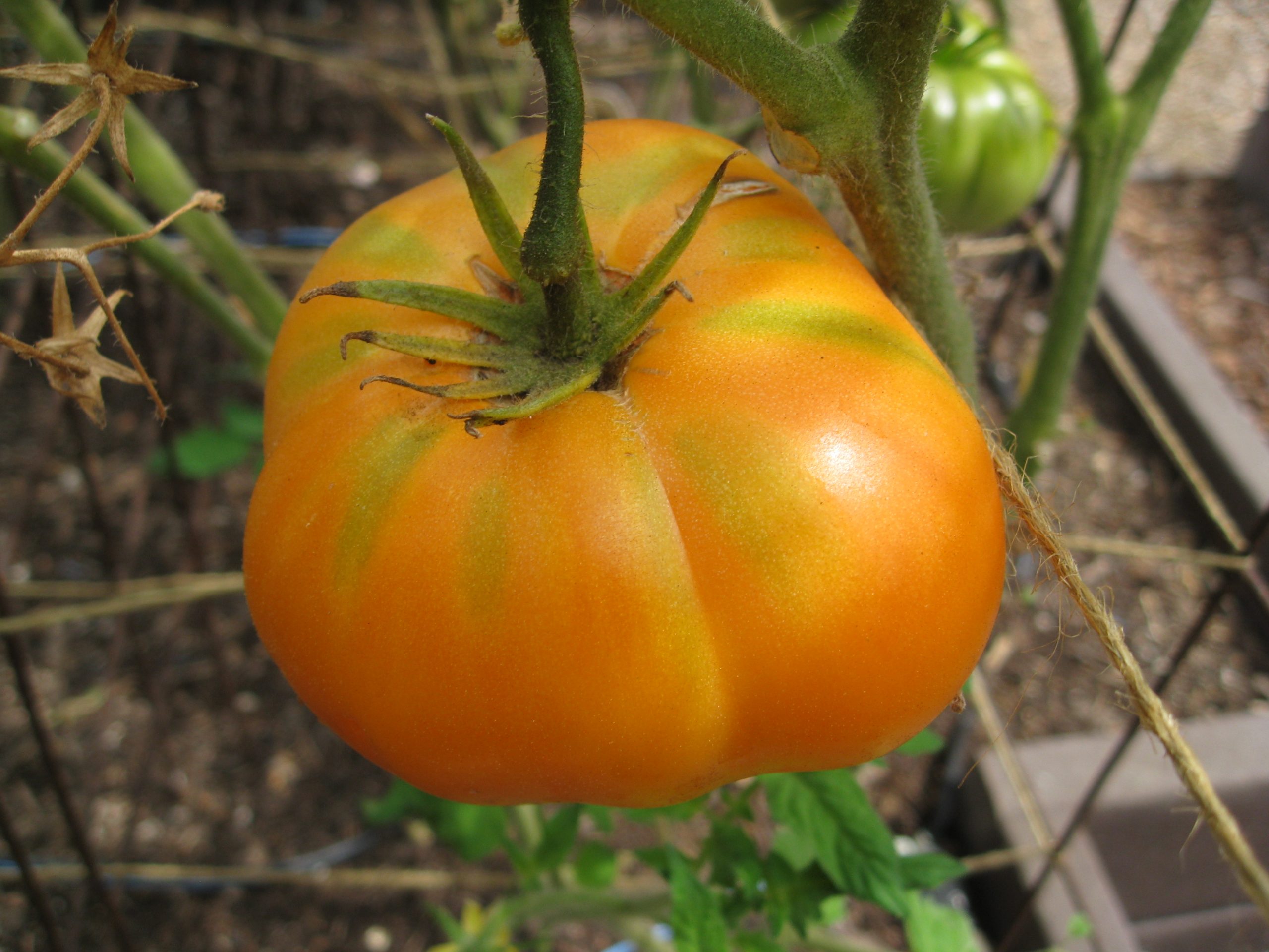 Read more about the article Tomatoes, Tomatoes, Tomatoes