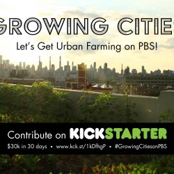 Growing Food in Growing Cities