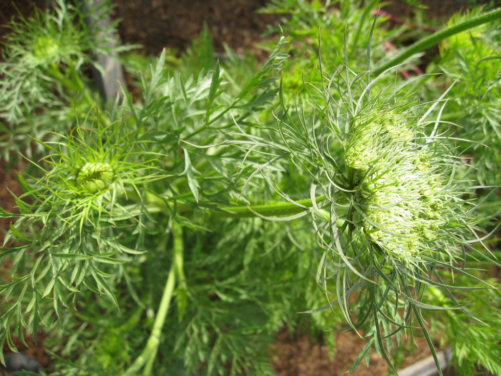 A seed head forms amongst carrot foliage