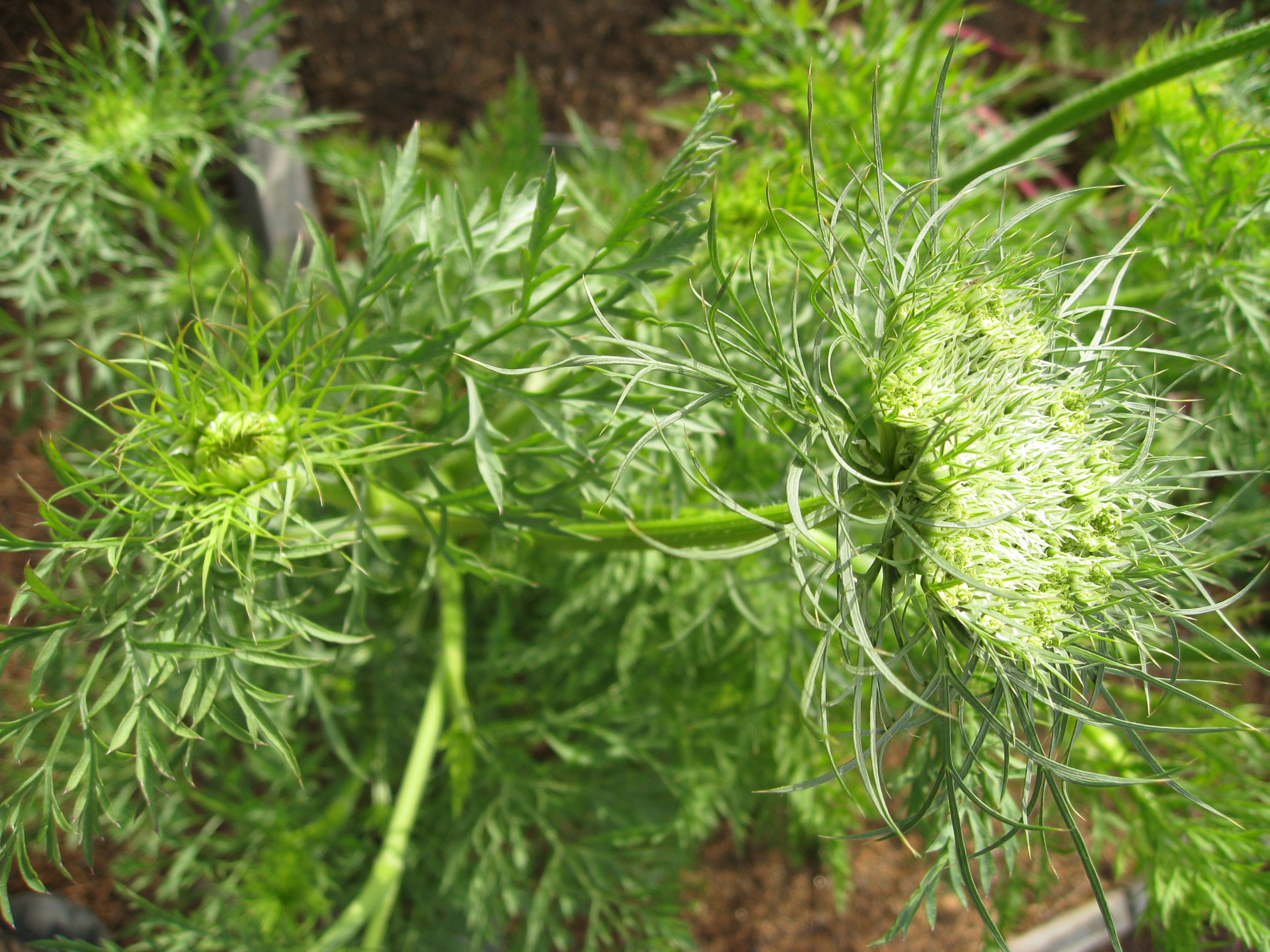 Saving Carrot Seeds - Gardenerd