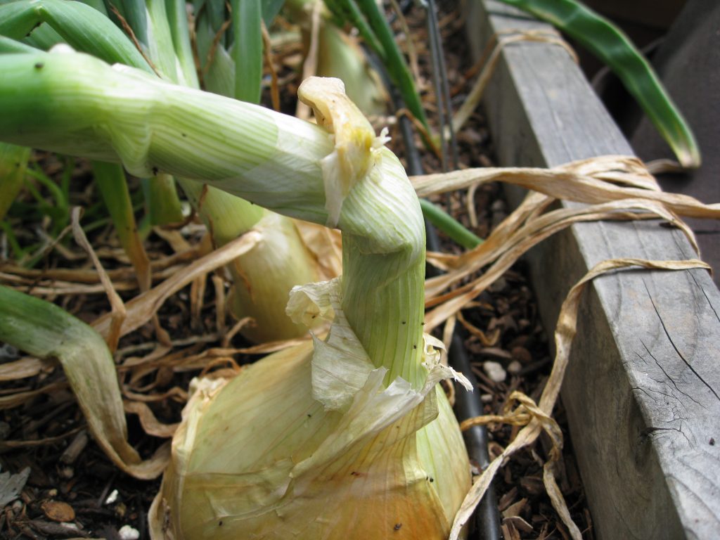 A yellow onion ready for harvest