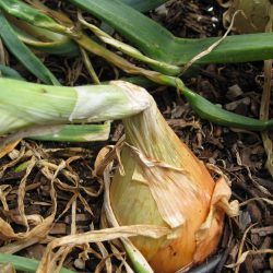 Harvesting Onions