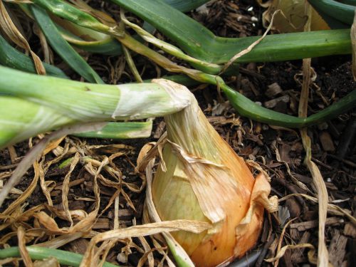 Read more about the article Ask Gardenerd: Onions Didn’t Bulb Up