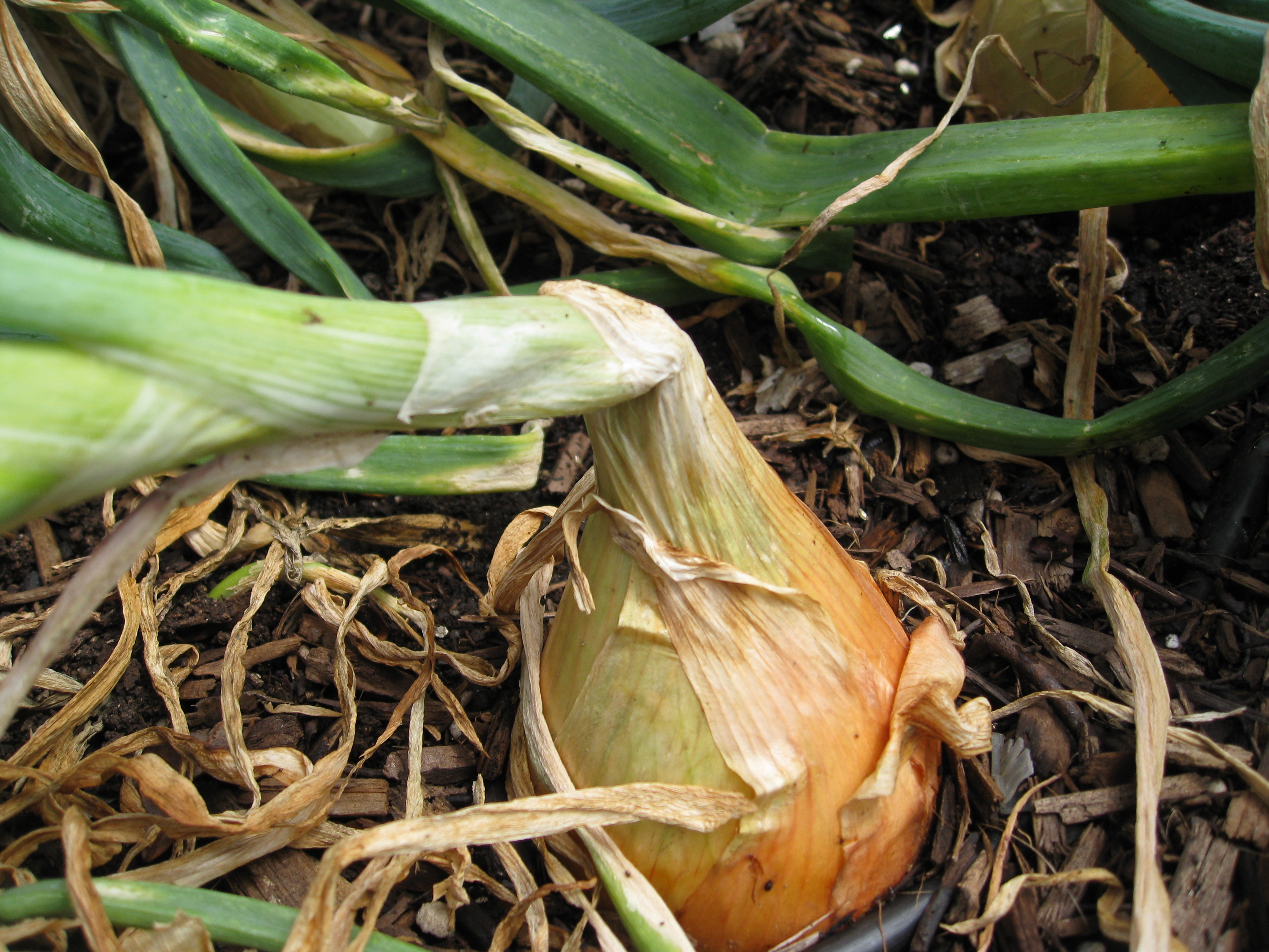 Ask Gardenerd How To Harvest And Store Red Onions Gardenerd   IMG 7441 