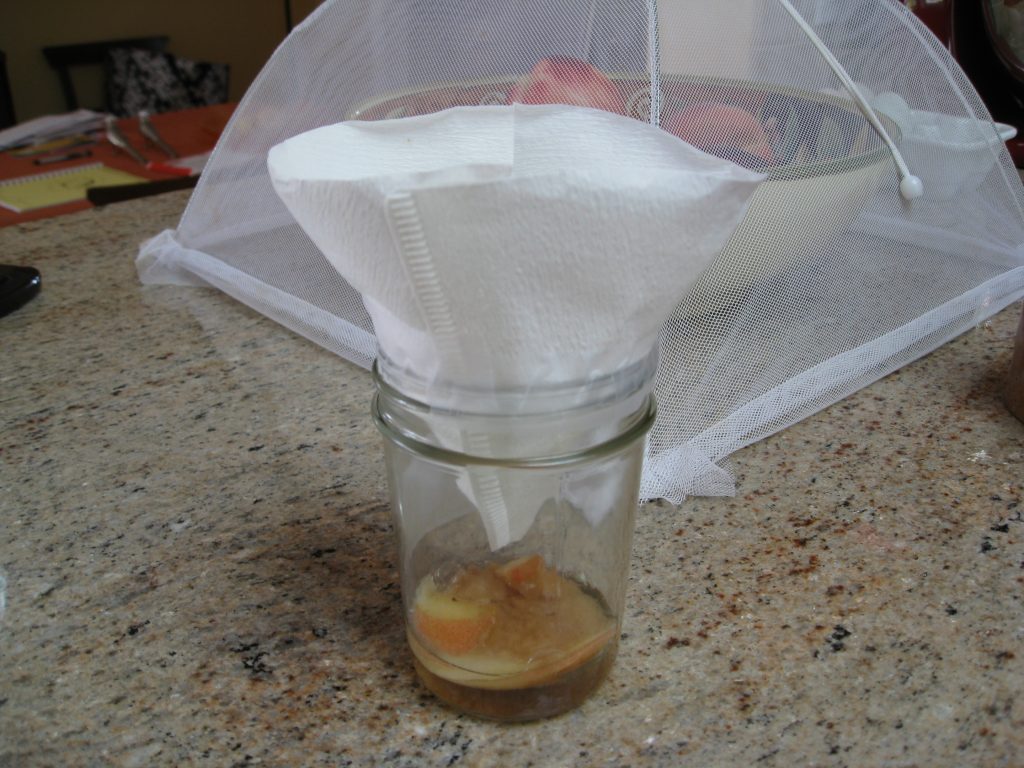 Homemade fruit fly traps are easy to make and effective.