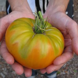 Ask Gardenerd: Pruning Tomatoes