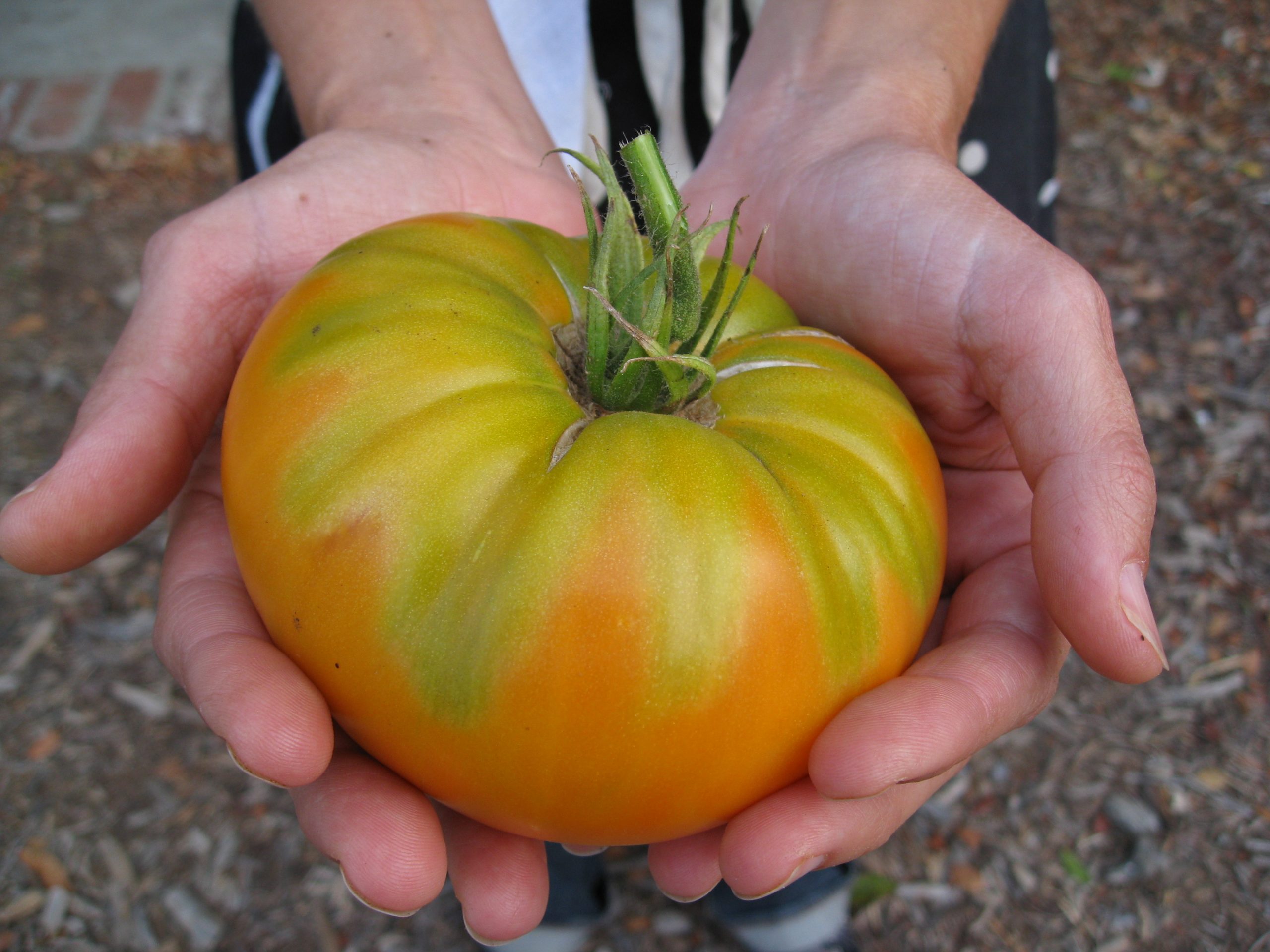 You are currently viewing I Want Those “Heirloom” Tomatoes