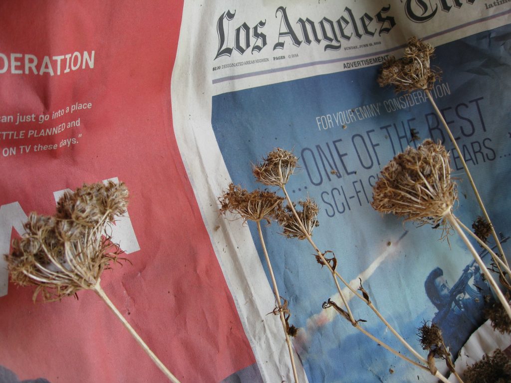 Carrot seed heads