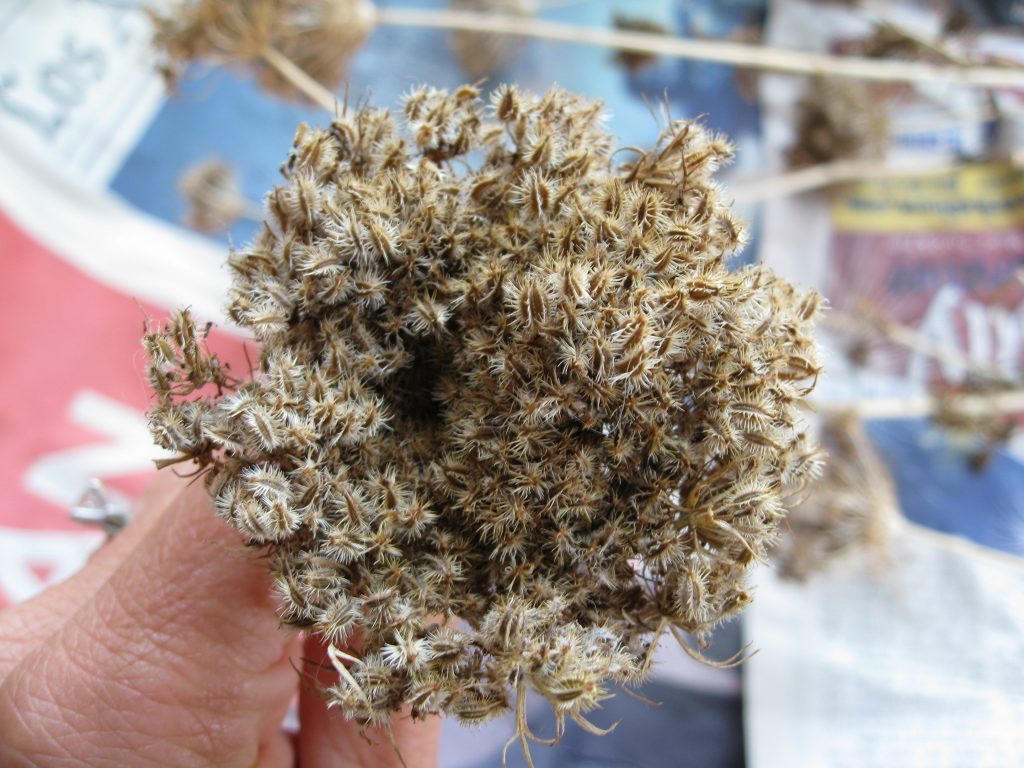 One of many carrot seed heads