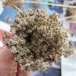 Saving Carrot Seeds