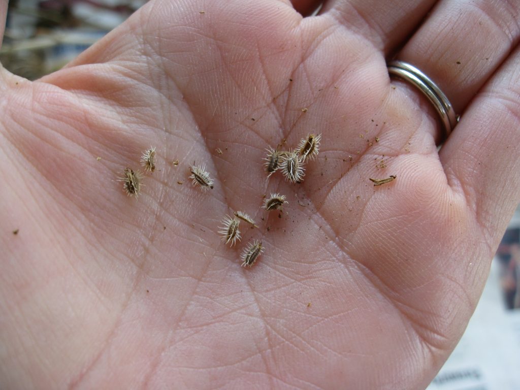 Carrot seeds