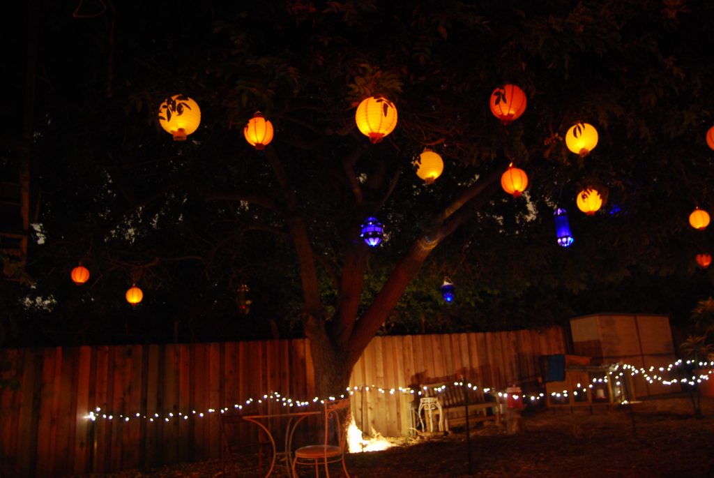 Summer party lights hang from a giant Brazilian Pepper tree