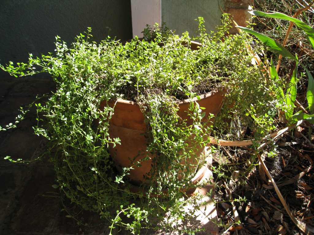 Overgrown thyme has woody gaps in the center