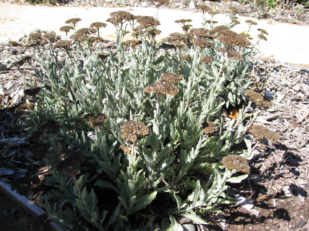 Yarrow needs deadheading several times per year. 