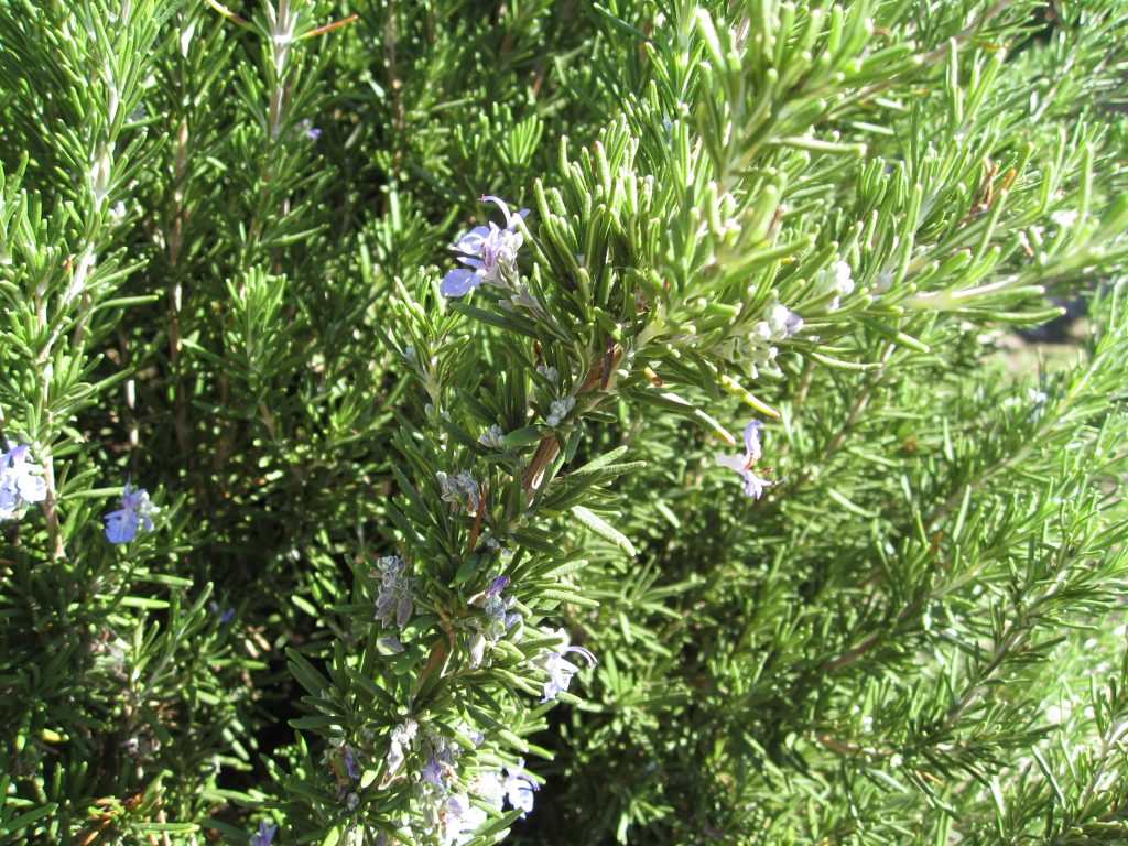 Prune rosemary after it finishes flowering